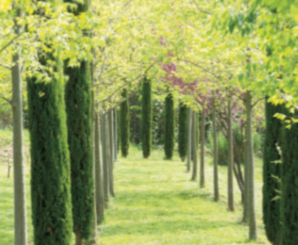 An avenue of cypress and young trees
